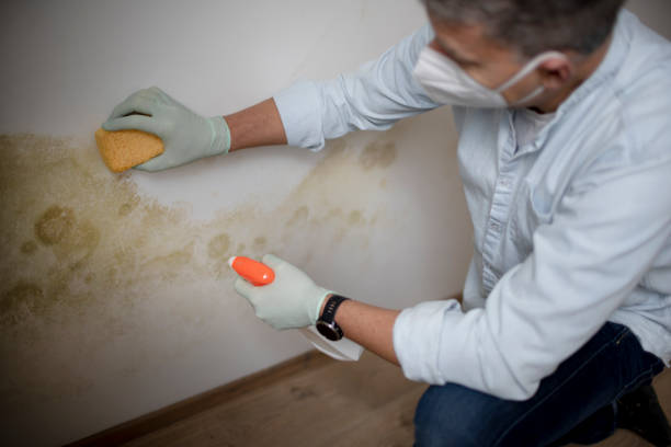Home Mold Removal in Tualatin, OR