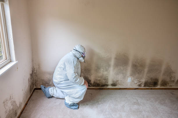 Office Mold Removal Services in Tualatin, OR