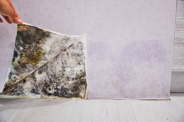 Best Mold Removal Near Me  in Tualatin, OR